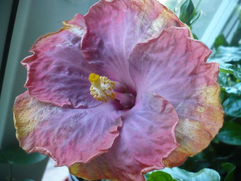 P1350263 - HIBISCUSI 2017-4