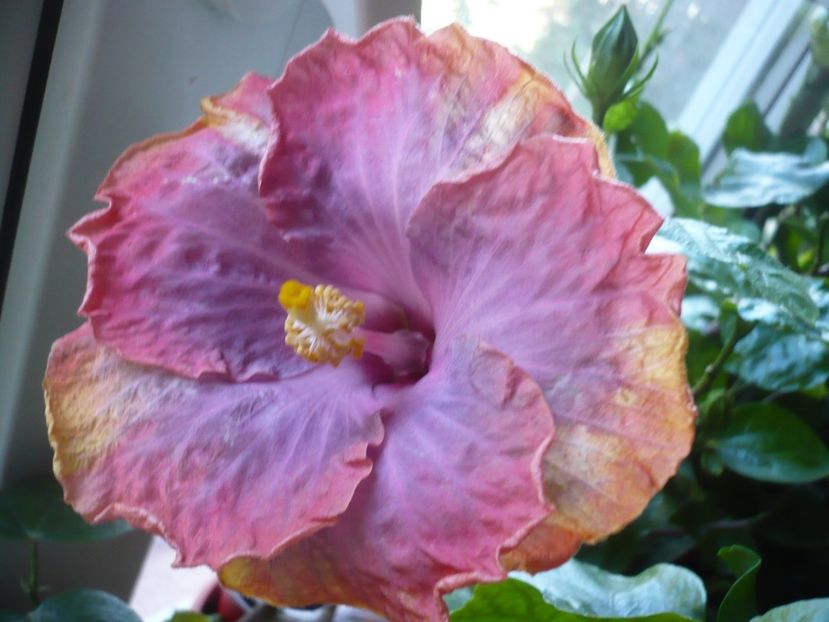 P1350264 - HIBISCUSI 2017-4