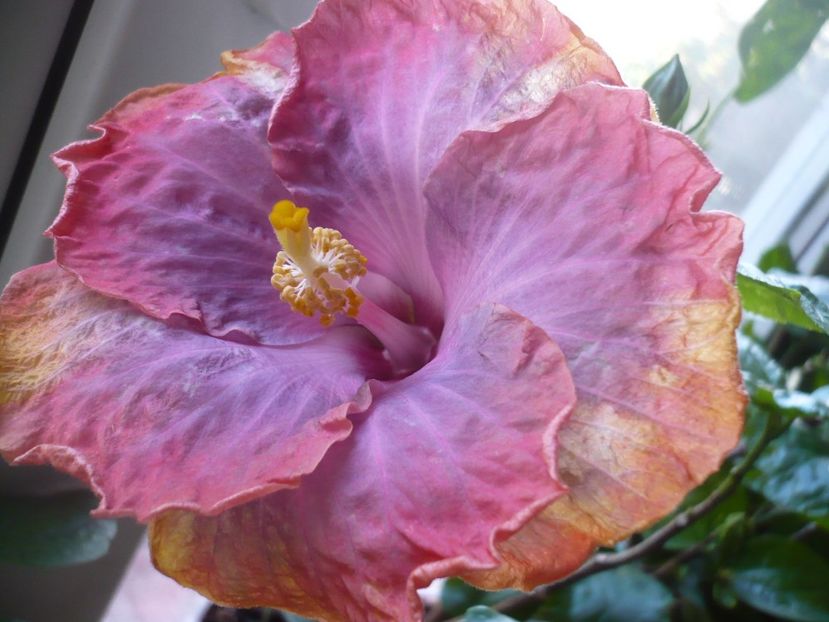 P1350266 - HIBISCUSI 2017-4