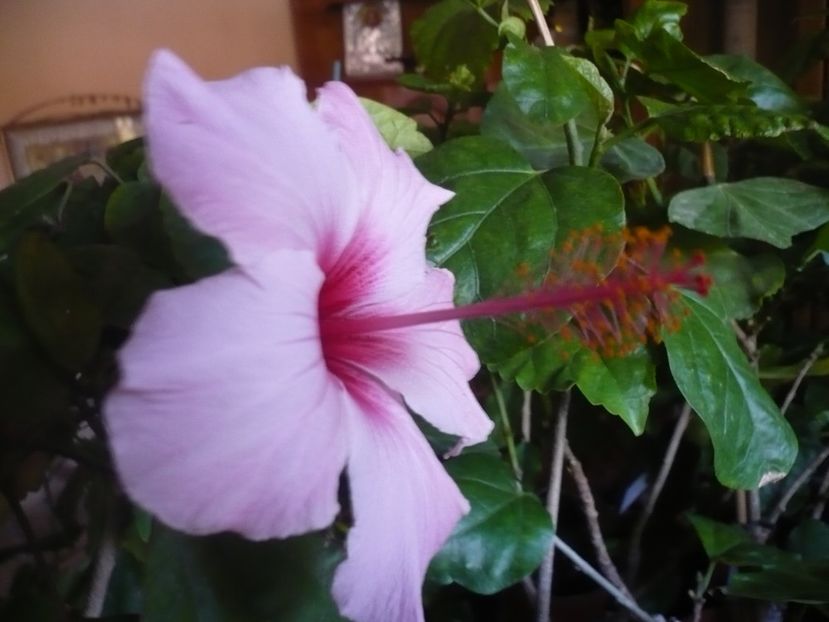 P1350270 - HIBISCUSI 2017-4