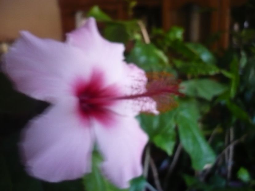 P1350272 - HIBISCUSI 2017-4