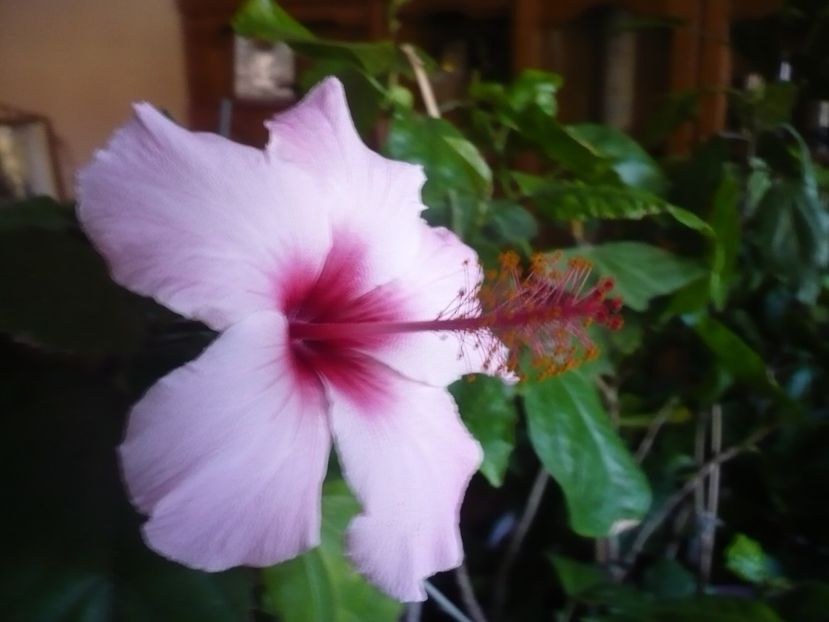 P1350274 - HIBISCUSI 2017-4