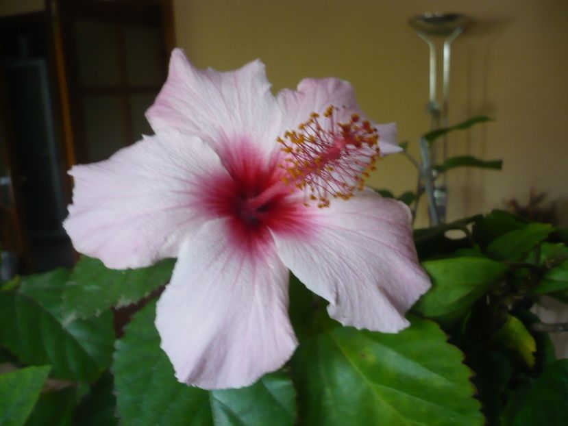 P1350275 - HIBISCUSI 2017-4