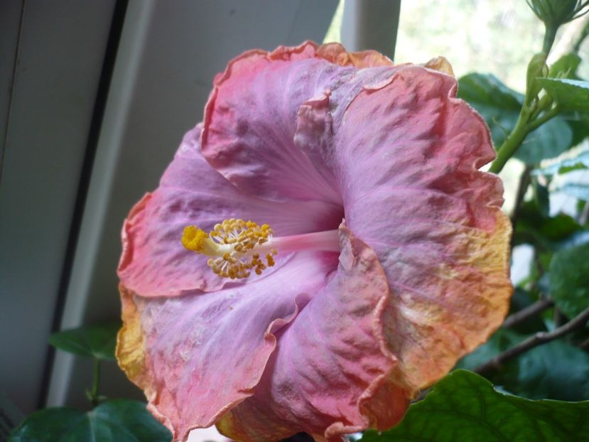 P1350277 - HIBISCUSI 2017-4