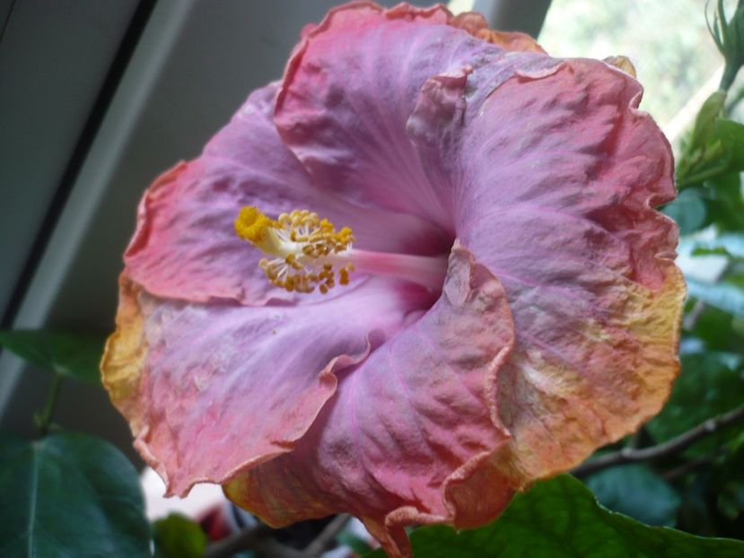 P1350279 - HIBISCUSI 2017-4