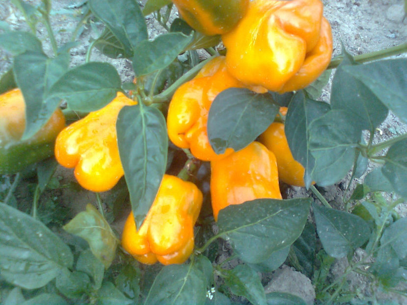  - RASADURI si RECOLTA