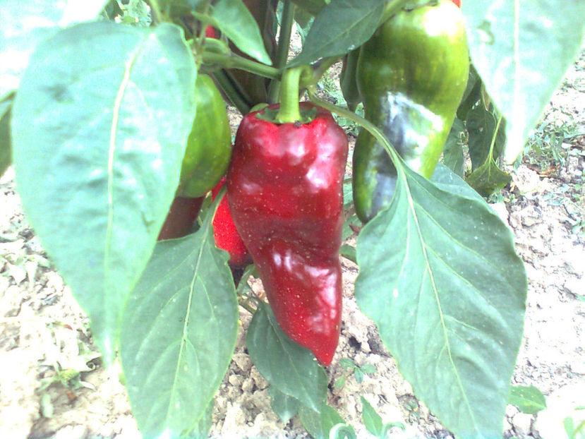  - RASADURI si RECOLTA