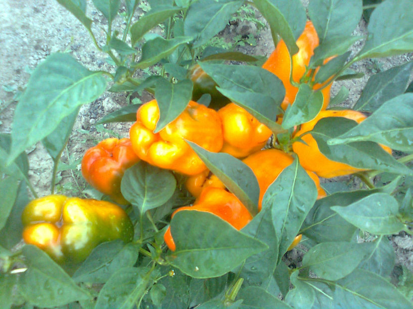  - RASADURI si RECOLTA