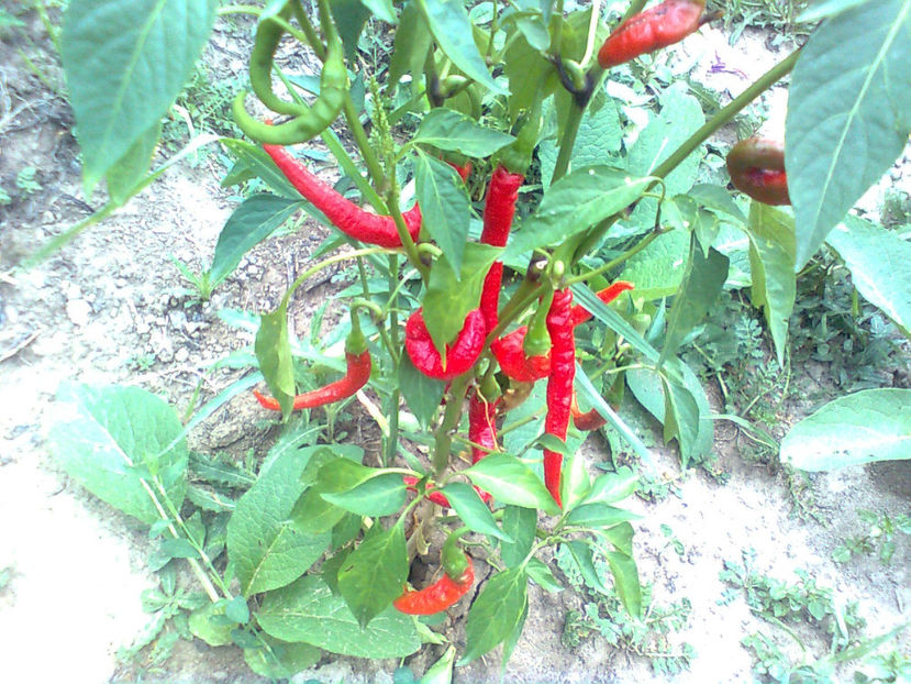  - RASADURI si RECOLTA