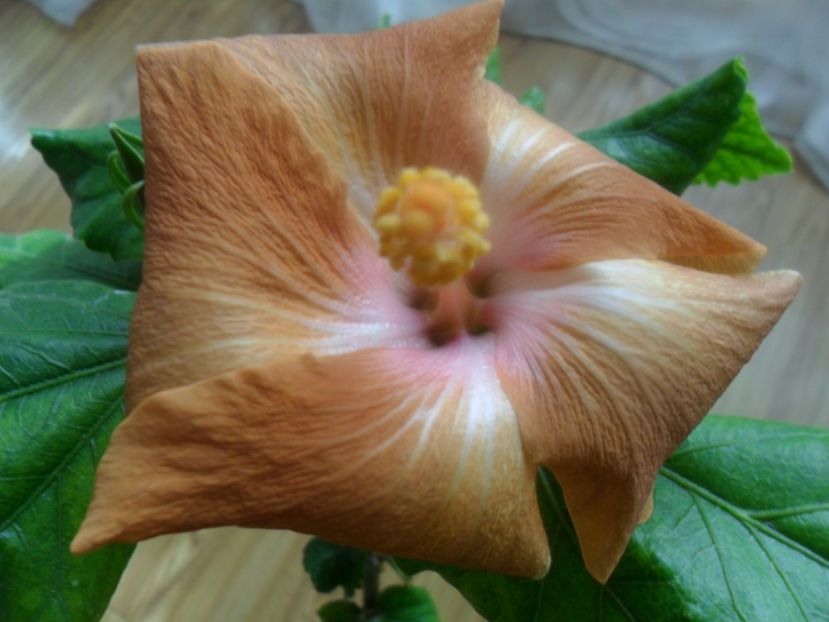  - Ro V Capuccino Cream