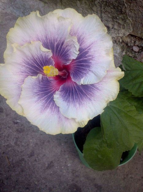 prima floare - Hibiscus Tahitian Taui