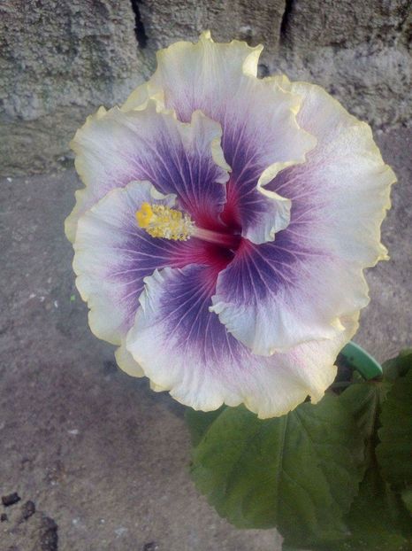  - Hibiscus Tahitian Taui