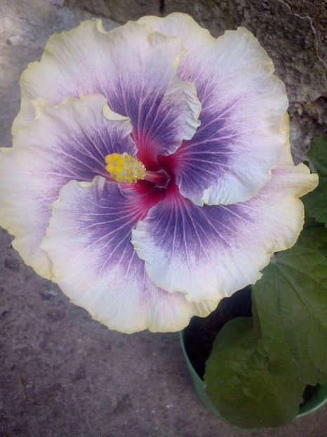  - Hibiscus Tahitian Taui