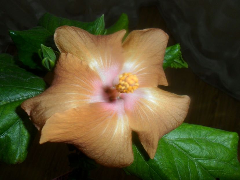  - Ro V Capuccino Cream