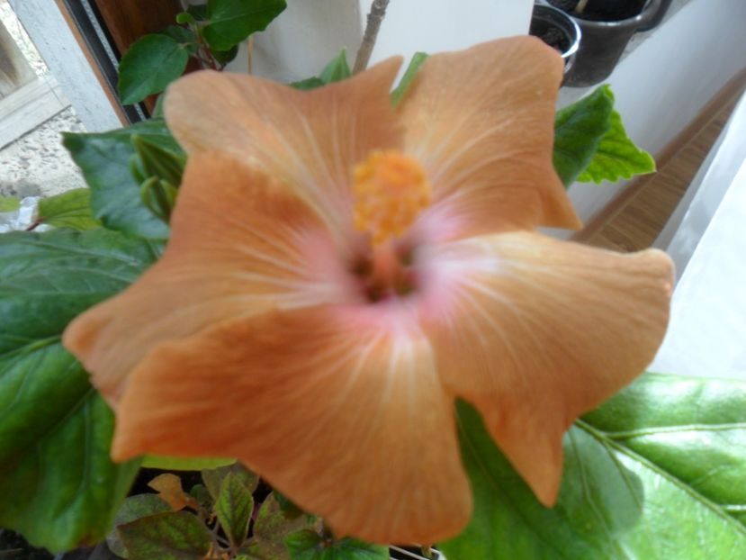  - Ro V Capuccino Cream