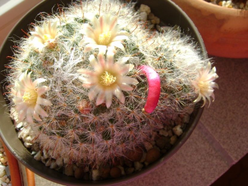 Mammillaria bocasana - Cactusi 2017 final de an