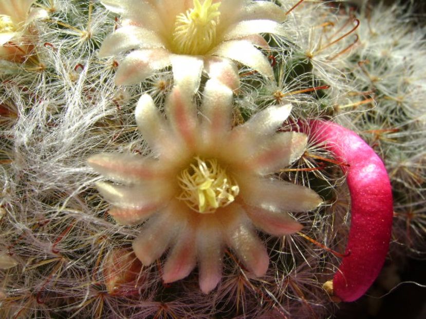 Mammillaria bocasana - Cactusi 2017 final de an