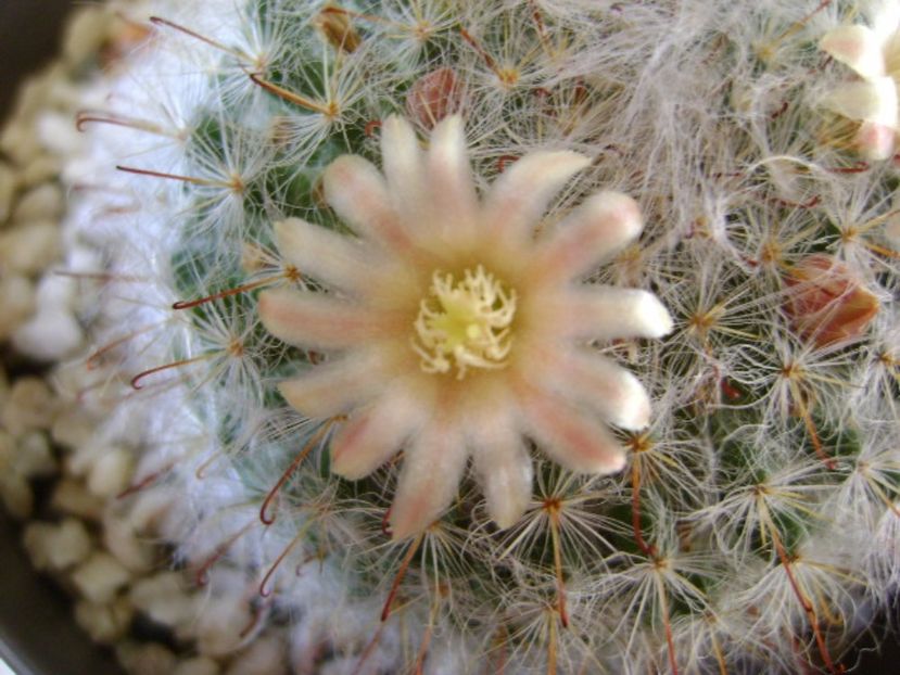 Mammillaria bocasana - Cactusi 2017 final de an