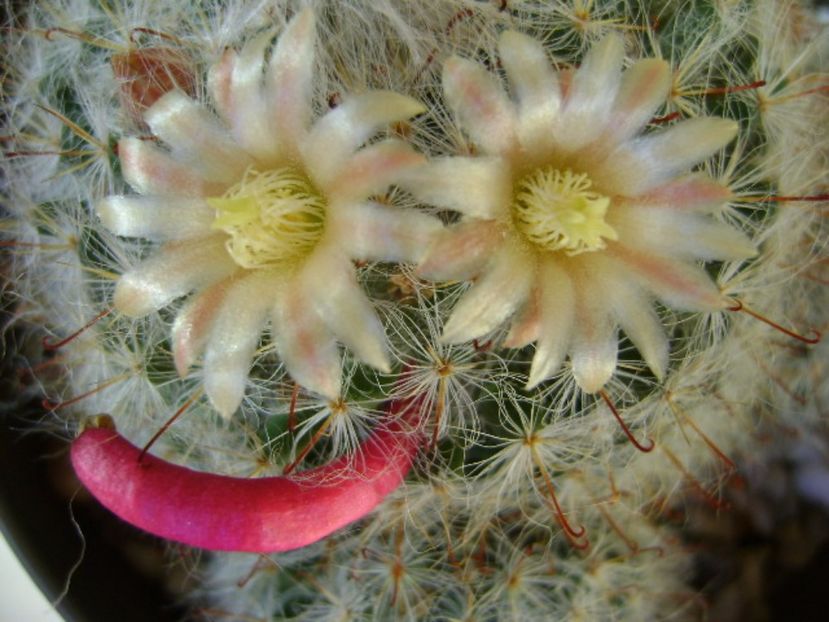 Mammillaria bocasana - Cactusi 2017 final de an