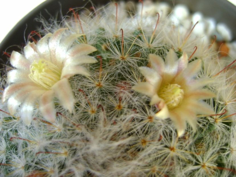 Mammillaria bocasana - Cactusi 2017 final de an