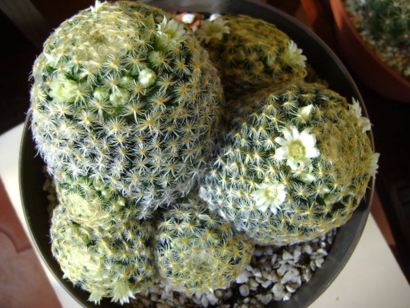 Mammillaria schiedeana - Cactusi 2017 final de an