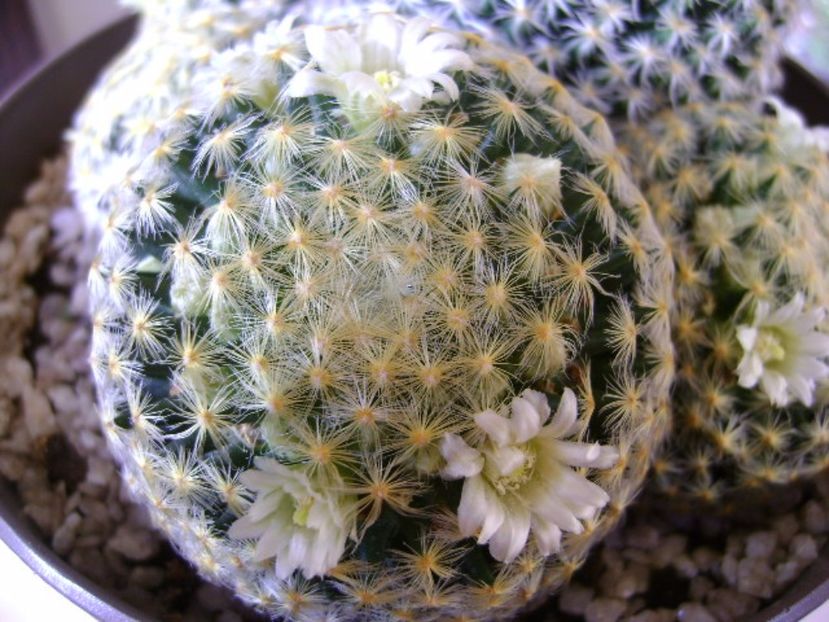 Mammillaria schiedeana - Cactusi 2017 final de an