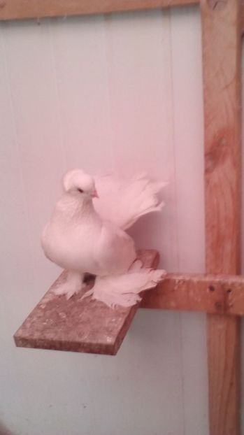  - jucatori siberieni