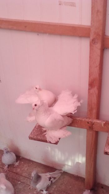  - jucatori siberieni