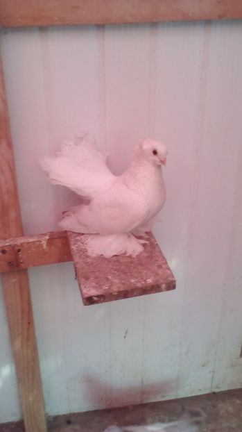  - jucatori siberieni