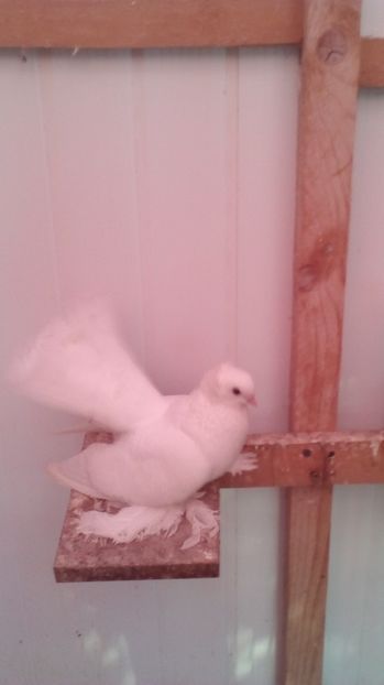  - jucatori siberieni