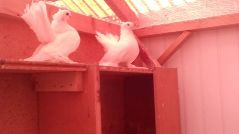  - jucatori siberieni