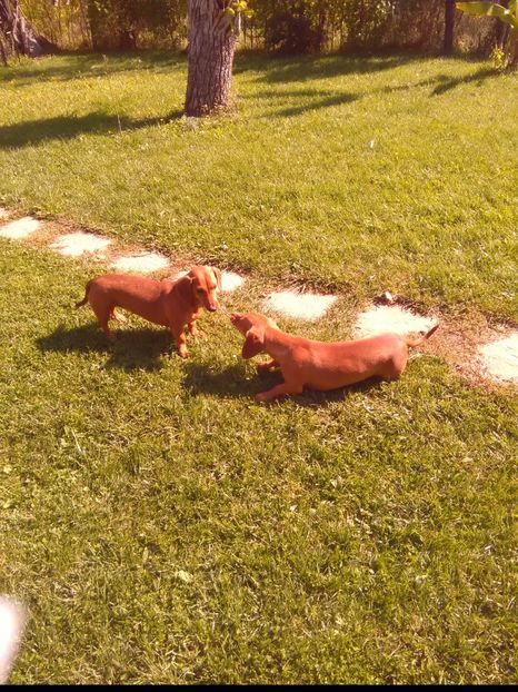 29/09/2017 - x-Teckel-Dachshund