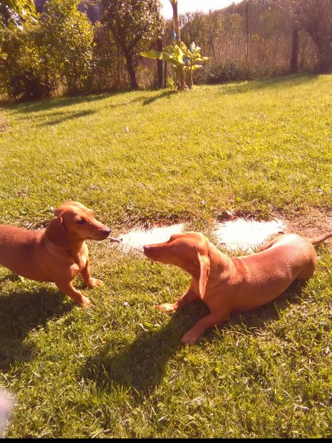  - x-Teckel-Dachshund