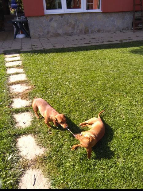 29/09/2017 - x-Teckel-Dachshund