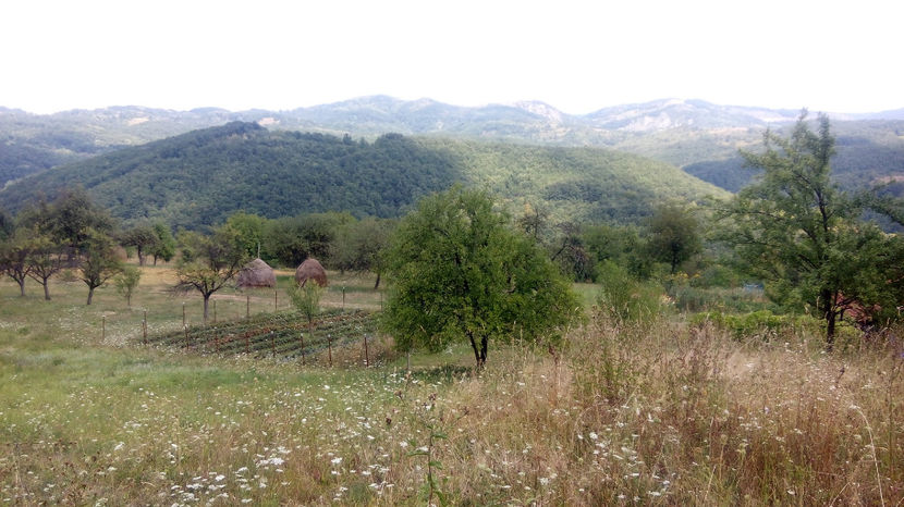  - PRIN GRADINA 2014 -216 - 2017 - 2018 Viata la tara