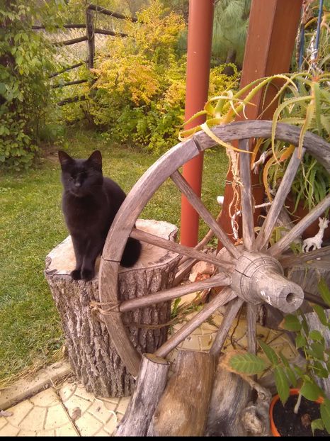  - q-Ziggy cu Blanch Fram si Chiki