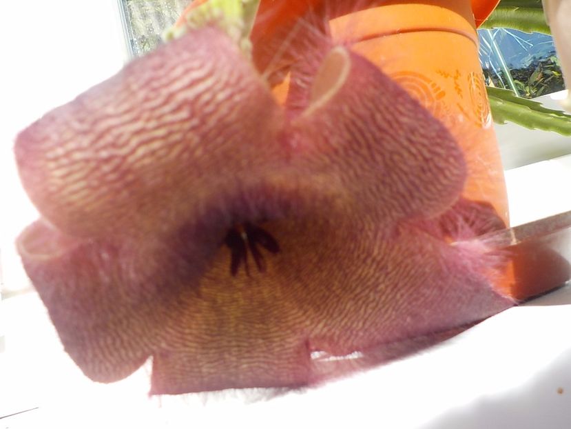  - Familia Apocynaceae