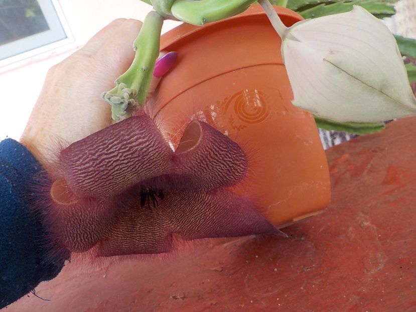  - Genul Stapeliade