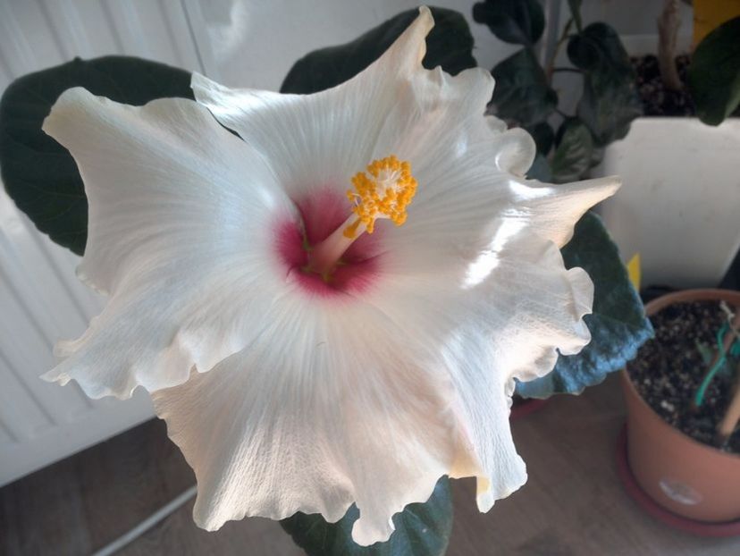 Leigha Hunt - 0Hibiscus in colectie infloriti