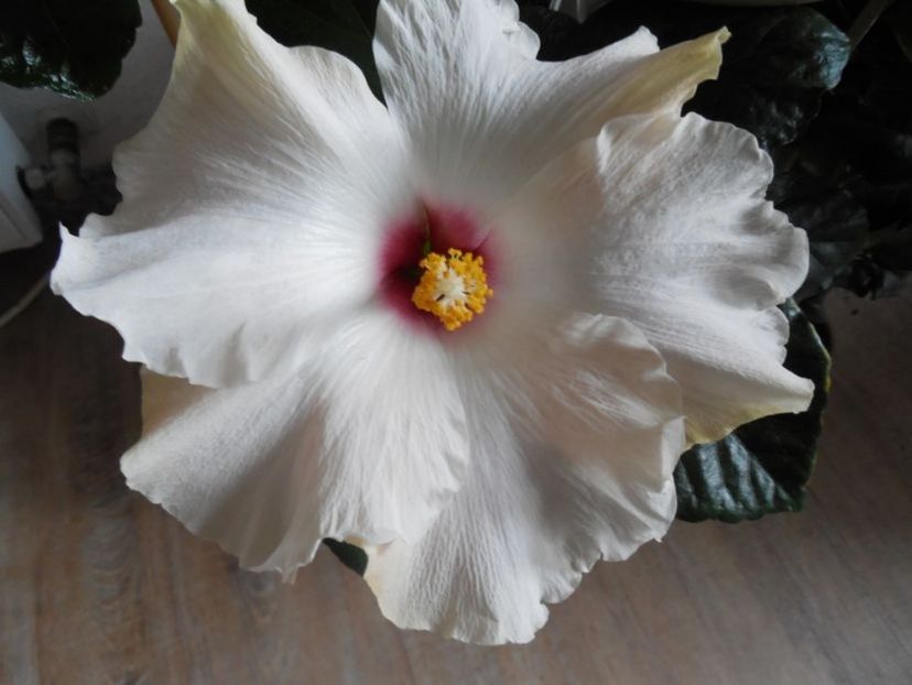  - 0Hibiscus in colectie infloriti