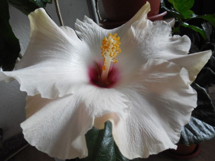 Leigha Hunt - 0Hibiscus in colectie infloriti