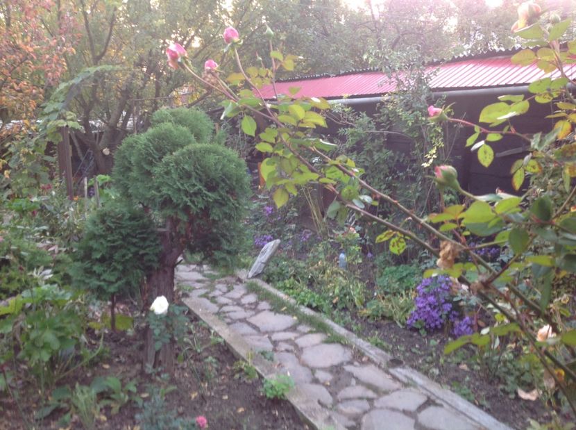  - Gradina de flori 2017