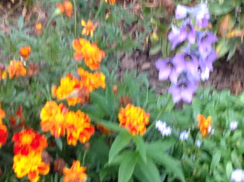  - Gradina de flori 2017