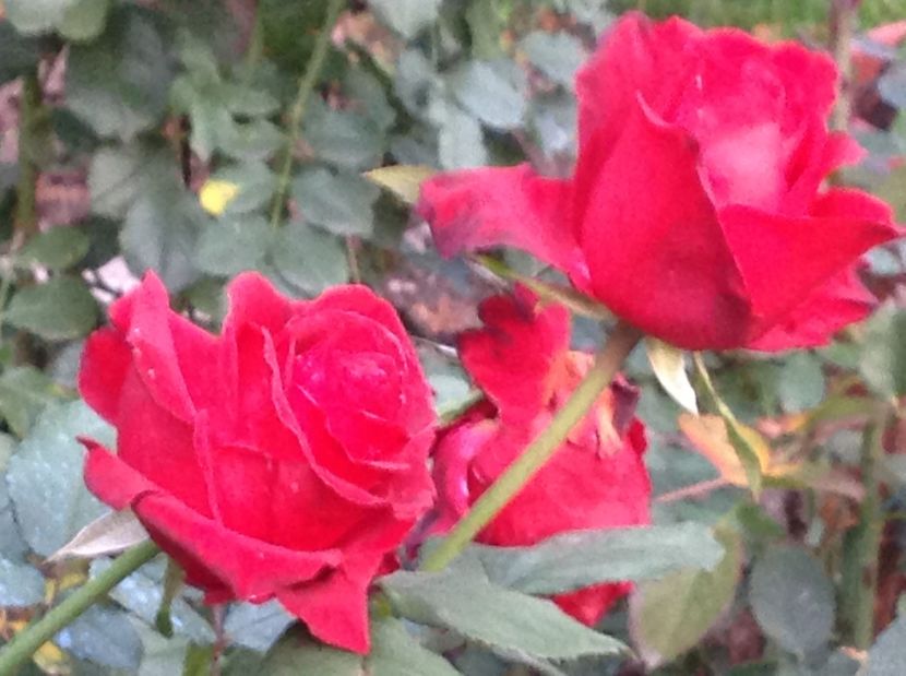  - Gradina de flori 2017