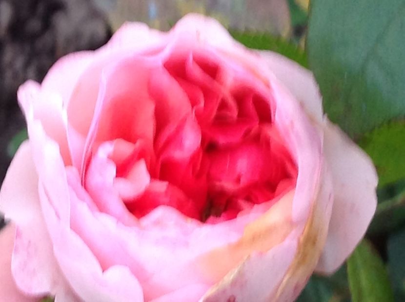  - Gradina de flori 2017