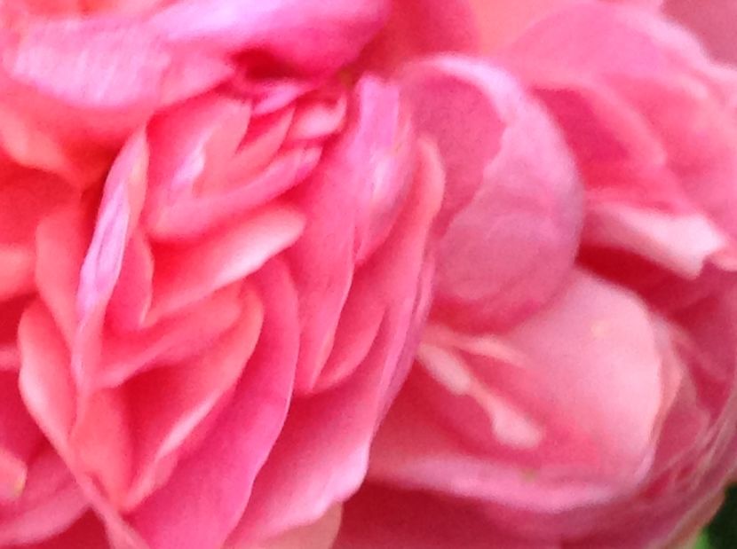  - Gradina de flori 2017