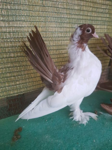 inel 6120, 2017 - Orizonturi pt obtinerea de Nord Caucazian cu coada rosie  red tail pigeons