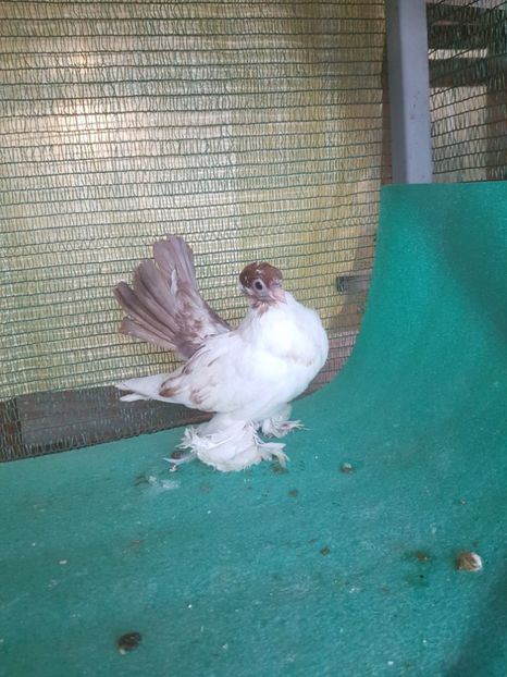 inel 5922, 2017 - Orizonturi pt obtinerea de Nord Caucazian cu coada rosie  red tail pigeons