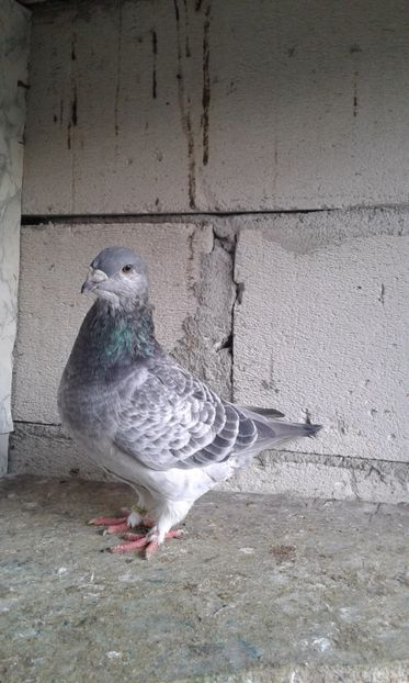  - tineret cuci- albastri 2017