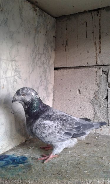  - tineret cuci- albastri 2017